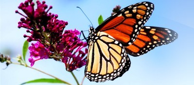 Butterfly on a Flower