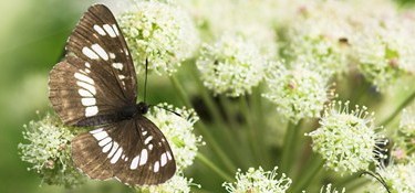 Butterfly on Flowers