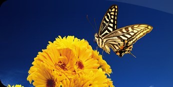 Butterfly on Yellow Flower